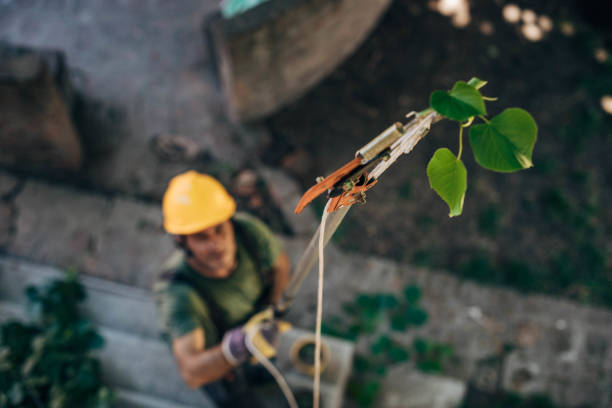 Tree and Shrub Care in Santa Cruz, CA